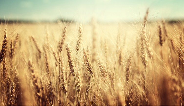 A close-up image of a wheat field.